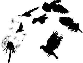 six doves flyng from dandelion