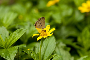 Cycad Blue Butterfly