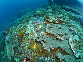 fish and coral
