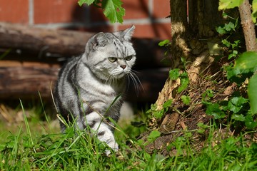 Britisch Kurzhaar Katze
