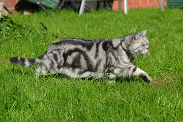 Britisch Kurzhaar Katze
