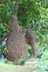 Bird's nest / Nests of a weaverbird