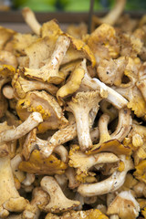 Golden Chanterelle Mushroom Background