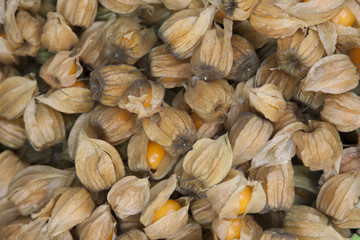 Pichuberry Background