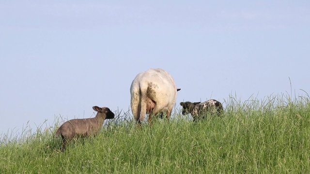 Schaf mit L&auml;mmer auf der Wiese