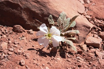 Oenothera caespitosa or fragrant evening primrose in the Arches National Park, Utah 
