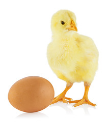 Little yellow chicken standing near egg