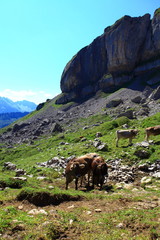 Bergkühe im Kleinwalsertal