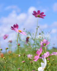 コスモス畑