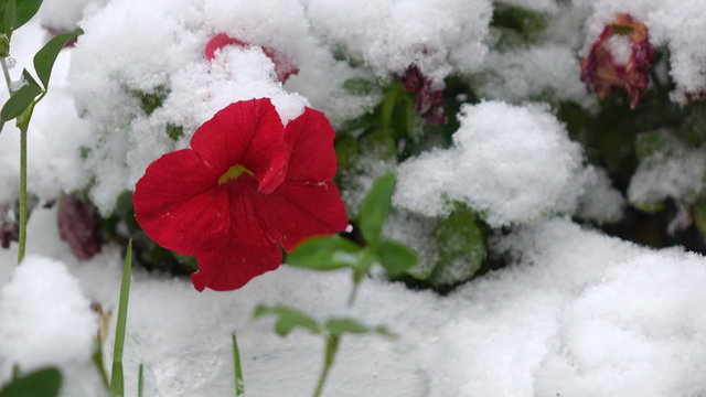 Red flowers with snow