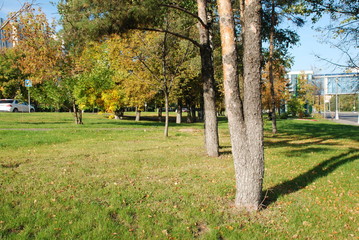 Две сросшиеся сосны растут на лужайке возле дороги. © kipovec