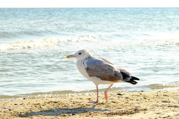 Seagull on the seashore