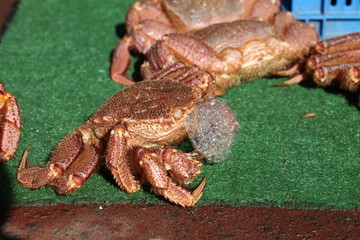 Fresh Crab on synthetic grass.