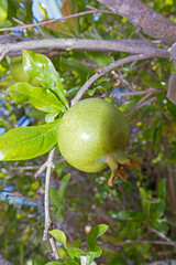 Green pomegranate