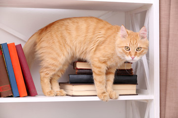 Cute little cat on shelf with books on light background