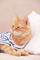 Fototapeta na wymiar Cute red kitten on sofa at home