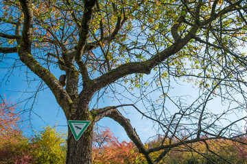 Fototapeta na wymiar Alter Baum mit Schild Naturdenkmal