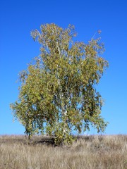Одинокая берёза на вершине Усинского кургана