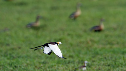 Pheasant-tailed Jacana in Bundala national park, Sri Lanka