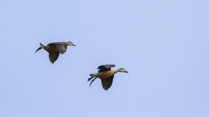 Lesser whistling-duck flying isolated in blue sky, Sri Lanka