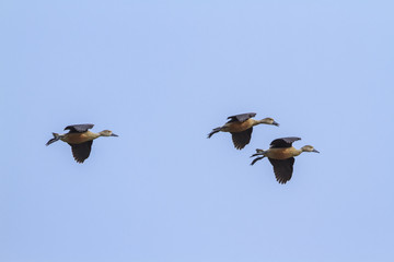 Lesser whistling-duck flying isolated in blue sky, Sri Lanka
