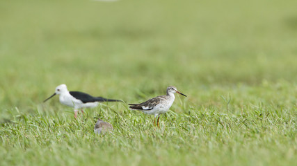 Common redshank in Bundala national park, Sri Lanka