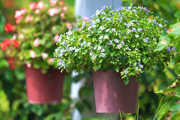 Small flowers in hanging pots.