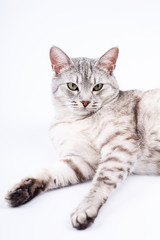 gray striped cat