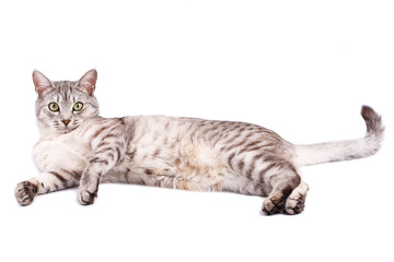 gray tabby cat lying - 93535651