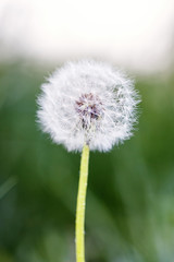 Fototapeta premium dandelion