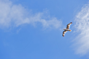 Fototapeta na wymiar blue sky sea gull
