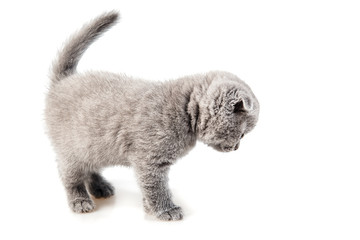 British lop-eared kitten