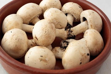 clay pot full of mushrooms for cooking