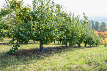 Quittenbäume mit gelben Quitten