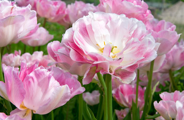 Fototapeta na wymiar Pink tulips Angelique