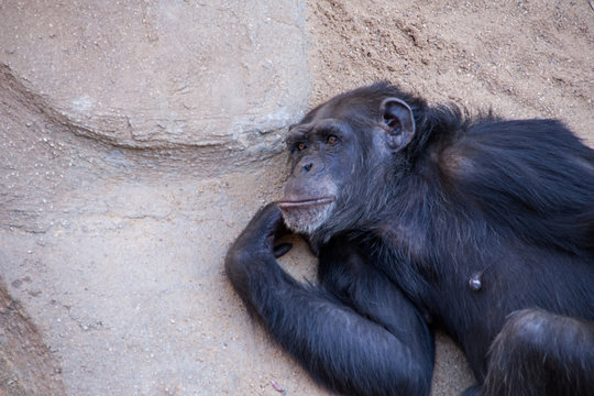 Especies de monos, Chimpanc&eacute;s