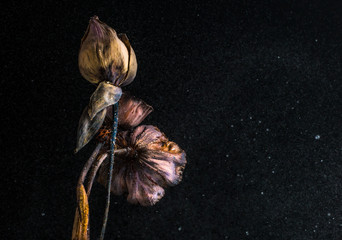 Fototapeta na wymiar Dried lotus