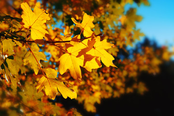 Autumnal maple leaves in blurred background.
