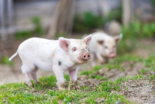 Piglets on spring green grass on a farm
