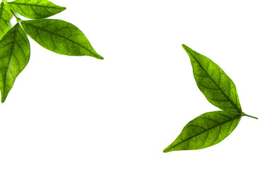 Green leaf isolated on white