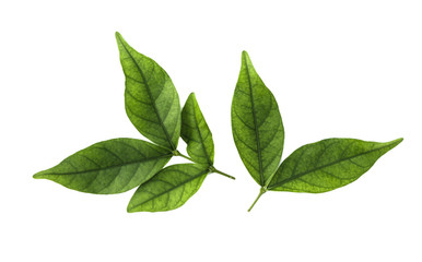 Green leaf isolated on white