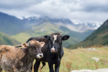 Cows on mountains background, Svaneti, Ushguli, Georgia