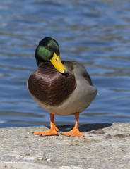 duck on lake