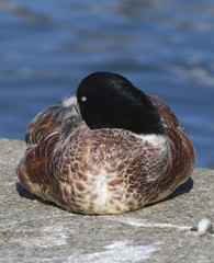 duck sleeping on lake