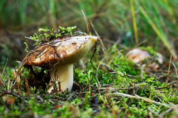 Greasers in the forest