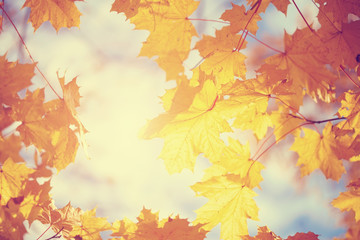 Fototapeta na wymiar The yellow maple autumn leaves lit with the sun