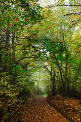 Obraz premium Foggy magical autumn Forest with colorful Trees