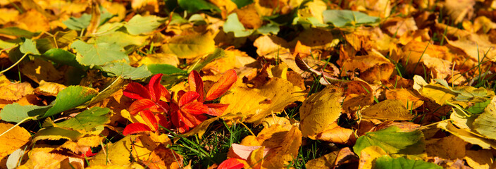 Colorful leaves background.