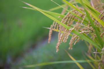 Naklejka premium Rice spike in rice field in japan.