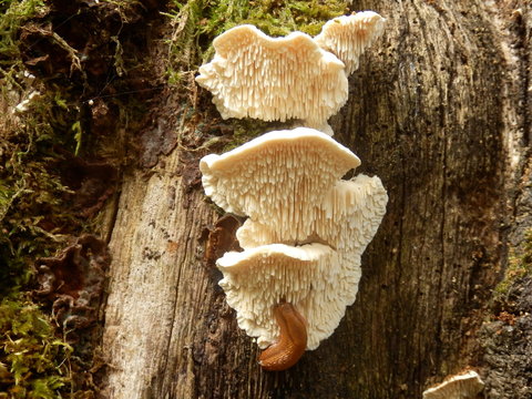 Hericium cirrhatum (Tiered Tooth) growing on a dying oak tree